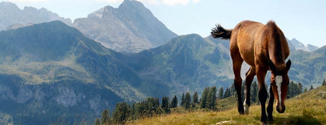 Campamento de verano para jóvenes multiactividades en Austria